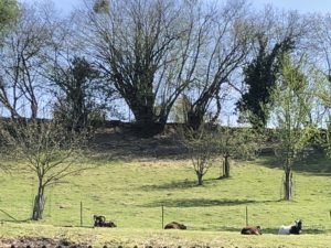 jardin_arbre